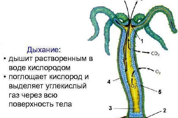 Кракен тор krakens13 at